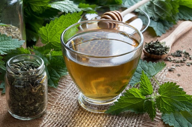 Nettle Tea Benefits and Warnings